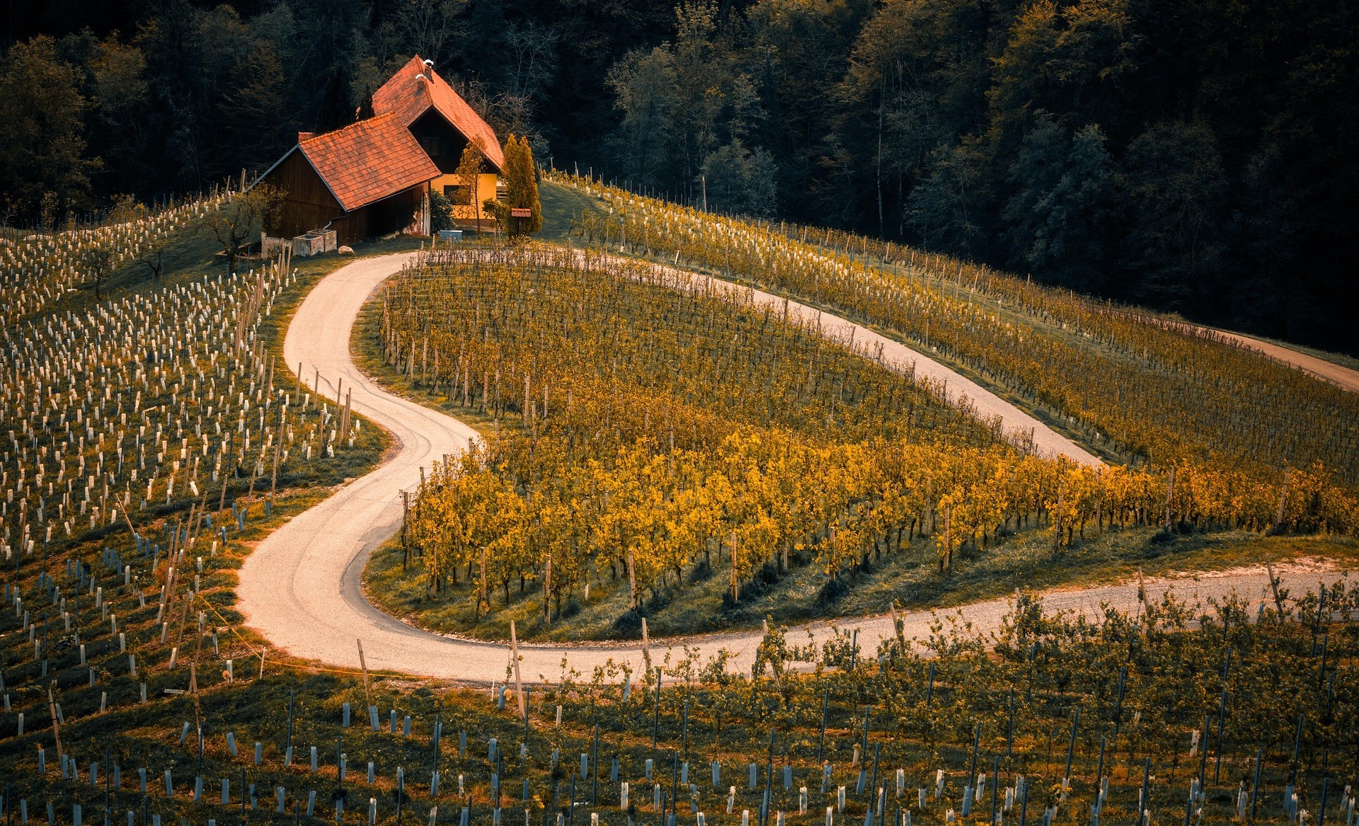 A peaceful vineyard landscape representing growth and spiritual journey